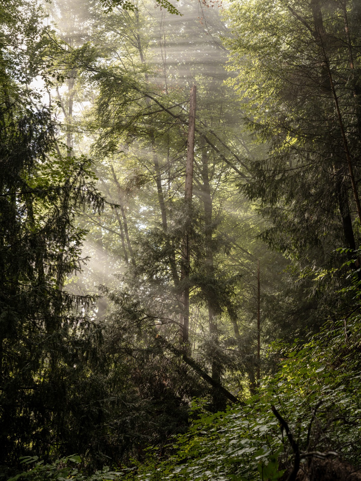 Waldeslust